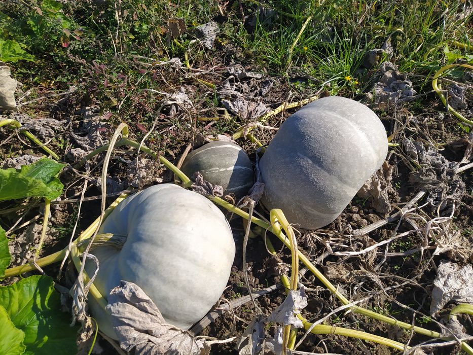 Тиква сива-пловдивска