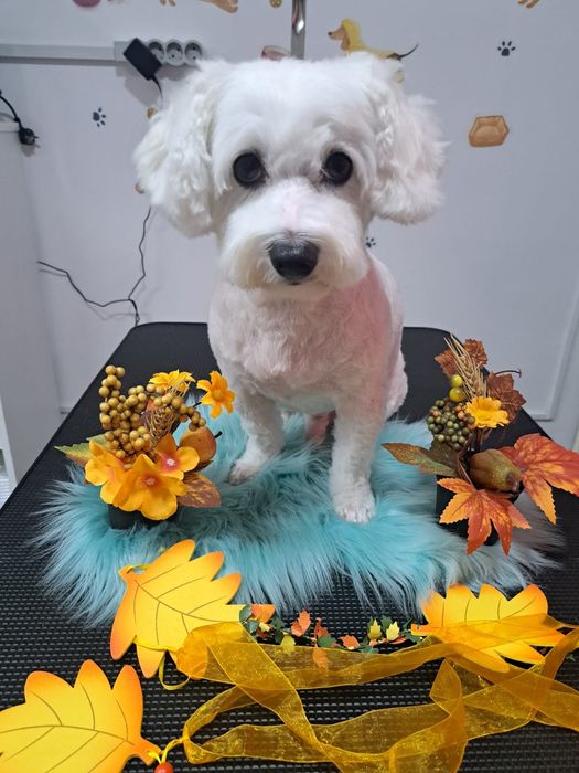 Frizerie coafura canina