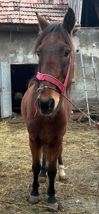 De vanzare cal castrat de 6 ani garantat la utilaje&calarie ect.