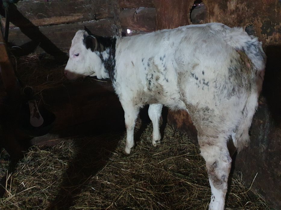 Vand vitea belgiana de 2 luni