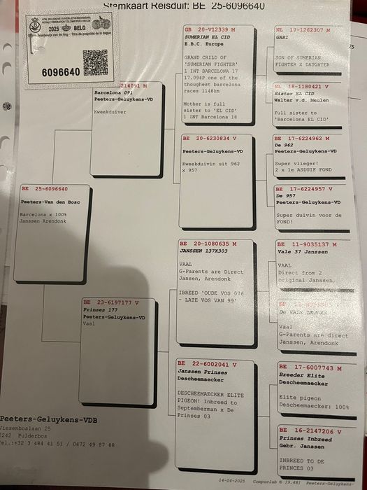 Porumbei voiajori Belgia /olanda