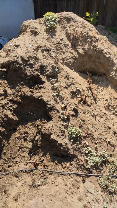 Отдам даром грунт