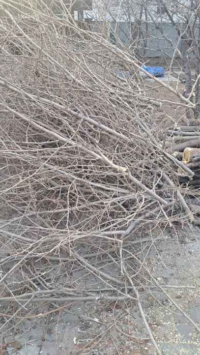 Отдам Дрова бесплатно