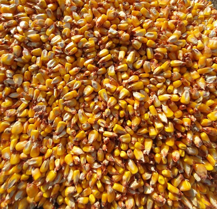 Porumb boabe și grâu