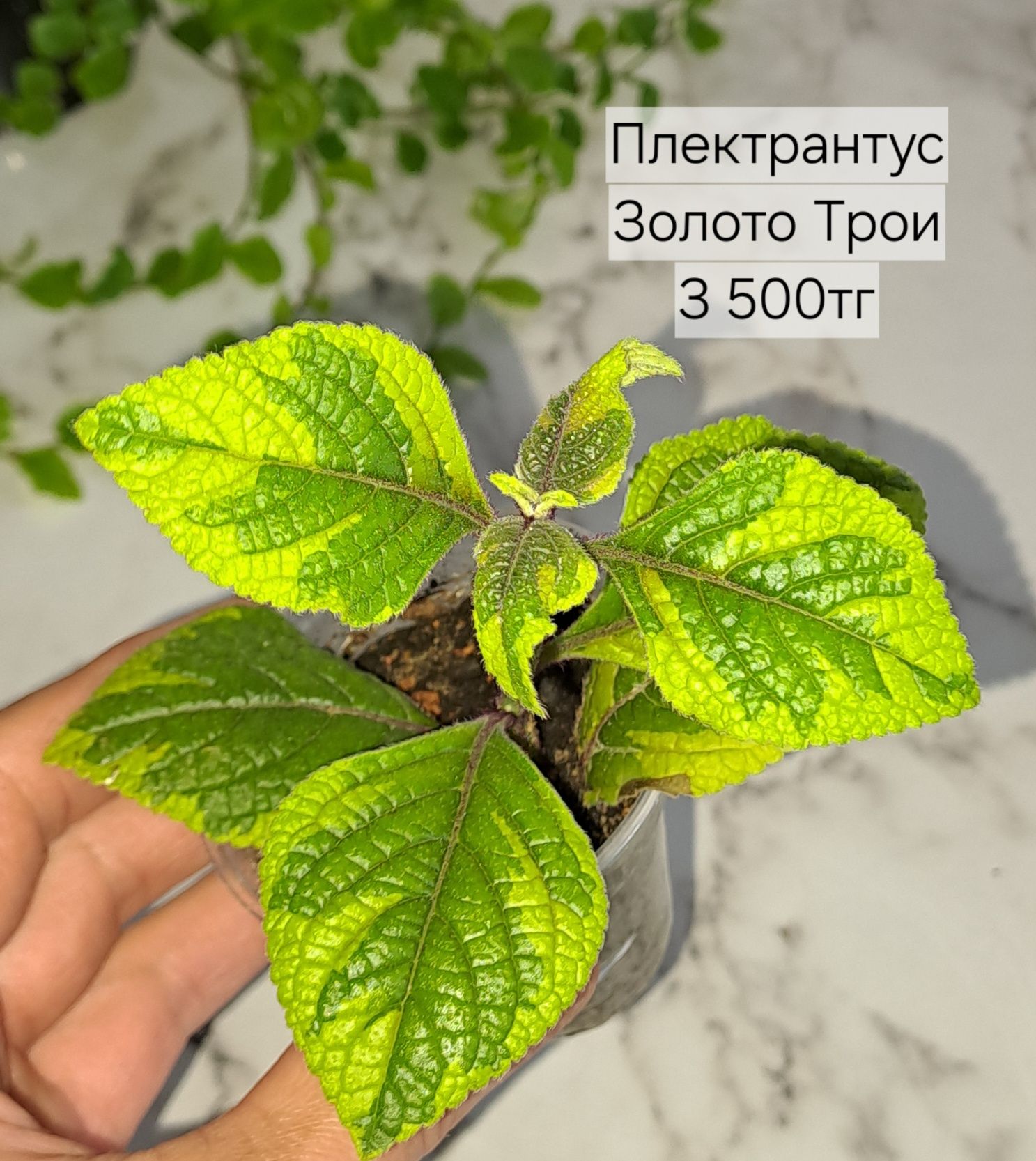Комнатные растения, отправляю по всему Казахстану