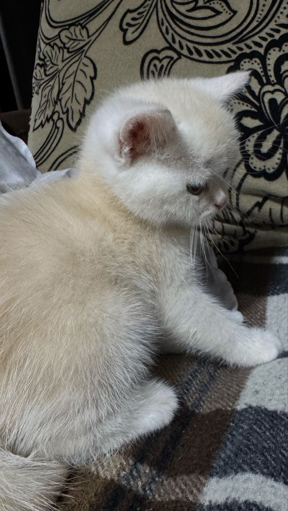 Скоттиш Страйт ( котята )