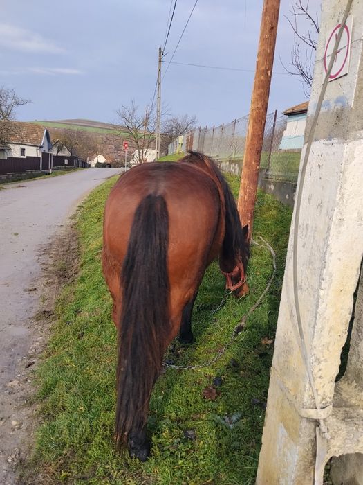 Iapă de doi ani jumate