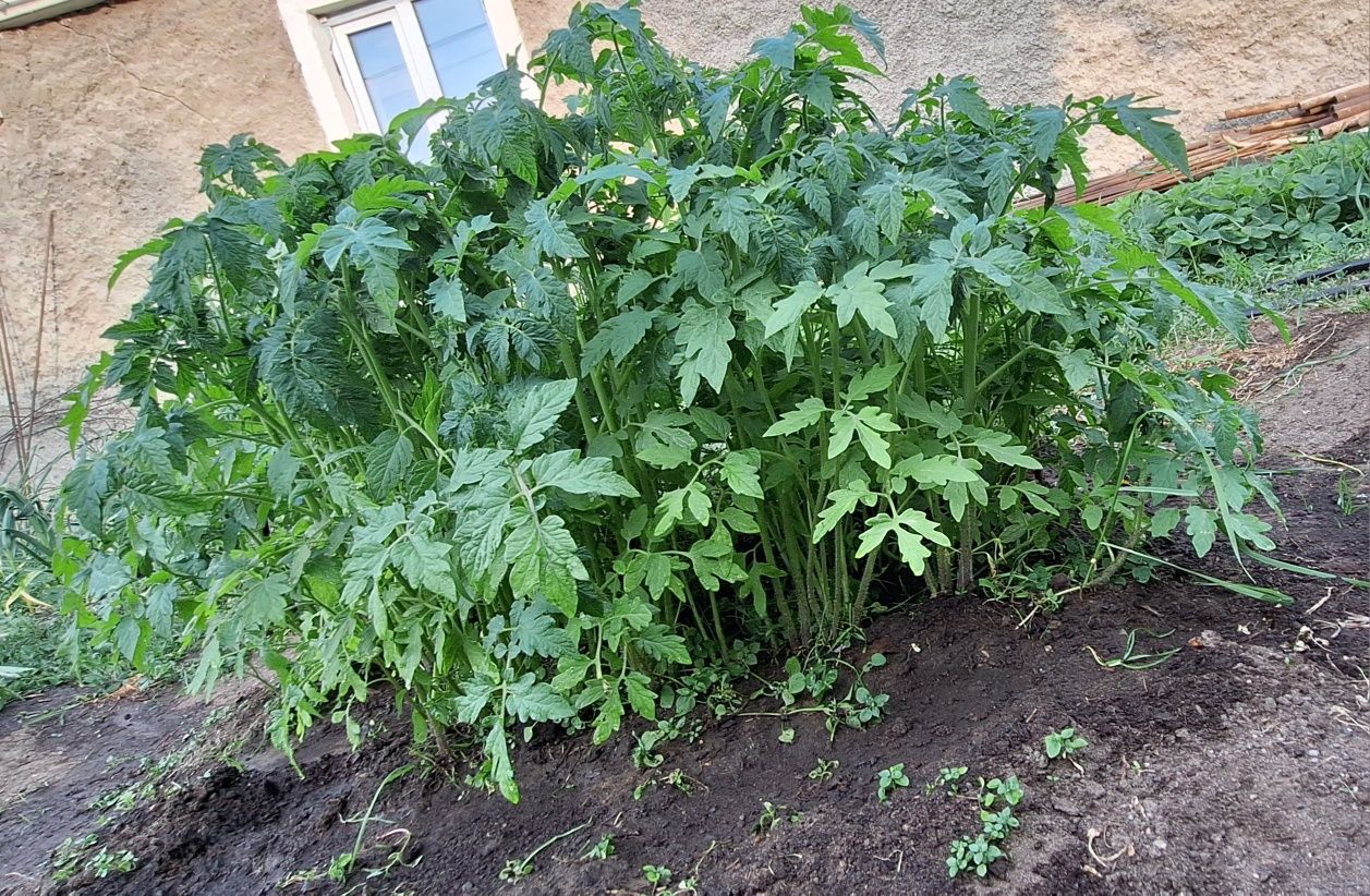 Продаю рассаду лучших сортов!