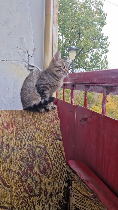 Котёнок!игривый,хорошеньки.Срочно скоро уезжаю