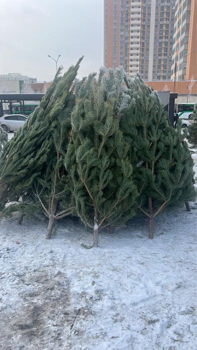 Сосна новогодняя