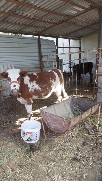 Ёш гуножин сотилади,ейиши зур согл,куйлар сотилганом