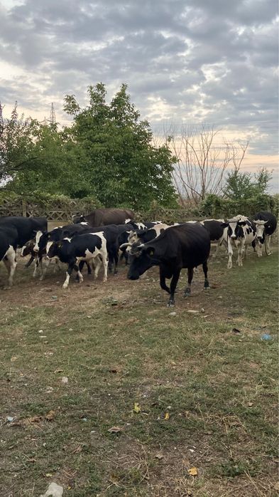 Vand 12 vaci inscrise in COP