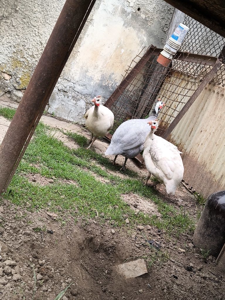 Яйца за люпене от токачки