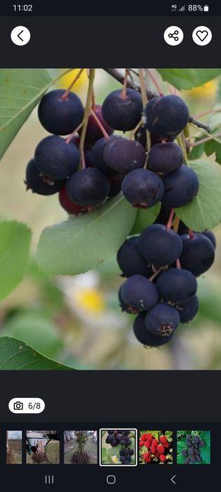 Butasi afin/zmeur/mur