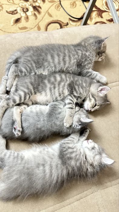 Отдам котят в добрые руки