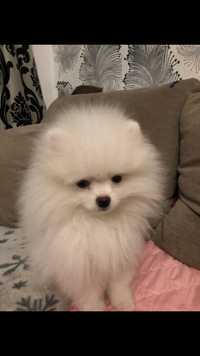 Pomeranian pufos