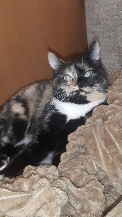 Кошечка в поисках дома