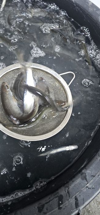 Продам живца сорожку