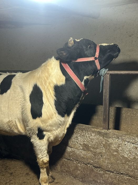 Бука сотилади йеб ичиши зор сохлом 100%