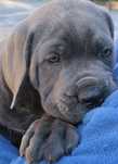 Mascul Cane Corso Gri Blue, Pedigree+