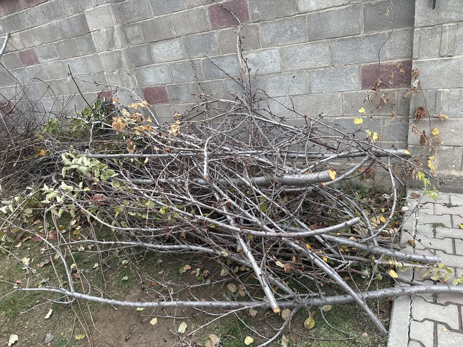 Ветки бесплатно самовывоз