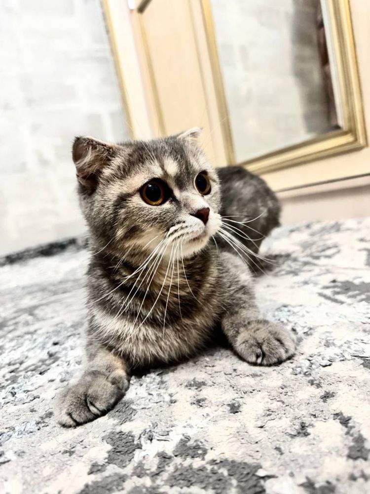 Котенок пародистая