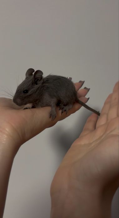 veveriță degu domestică