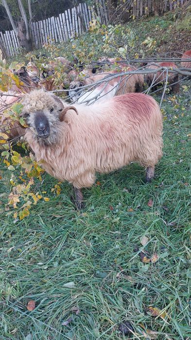 Berbeci bucalai de vânzare