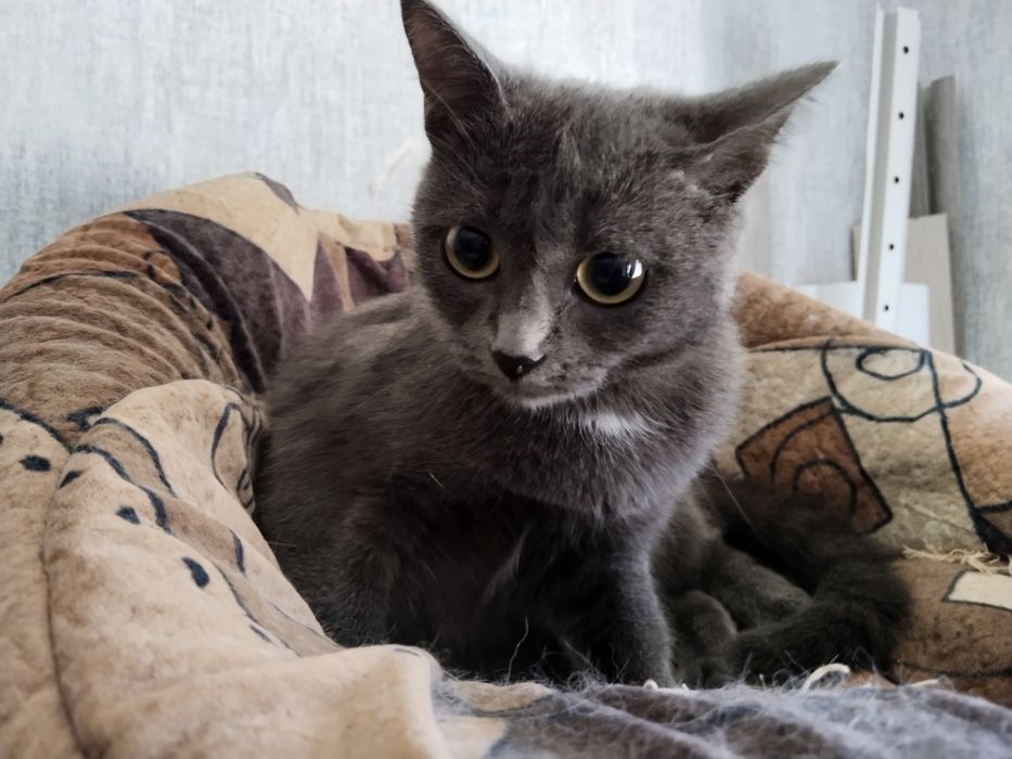 Ищем дом для кошечки