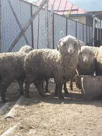 Продам баран жирные и тохты козы дойные