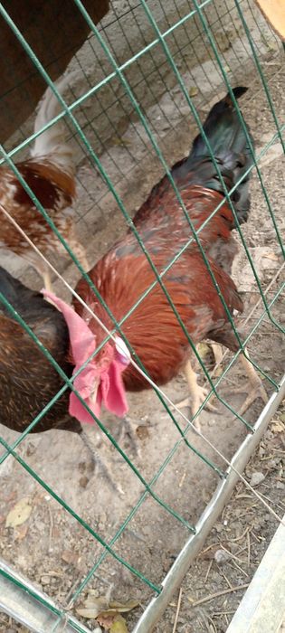 Xoroz sotiladi yoshi 7 oy продаю петух возраст 7 месяца домашний