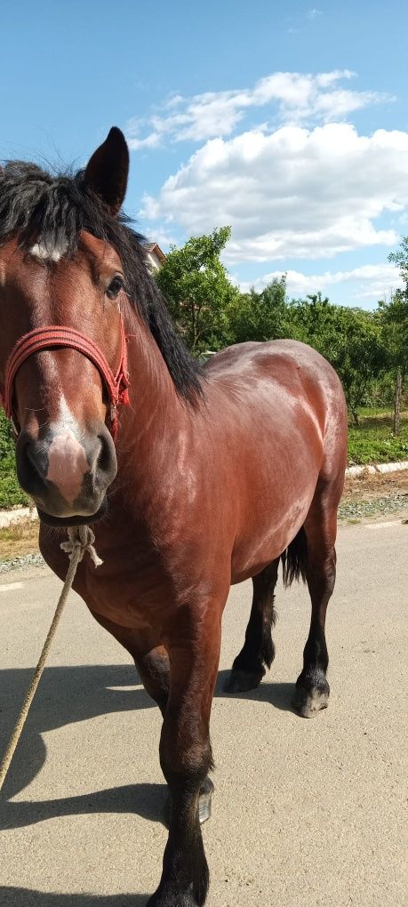 Manz de vânzare sau schimb pe viței