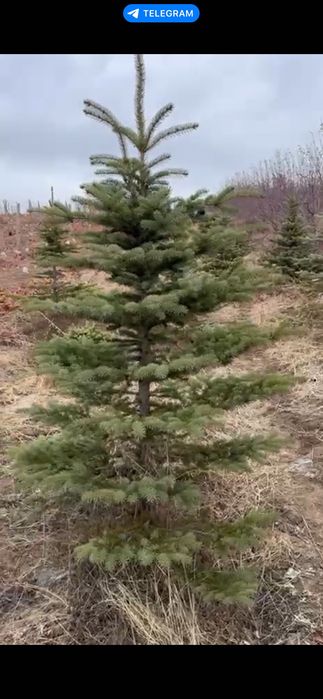 Голубой ел | Archa