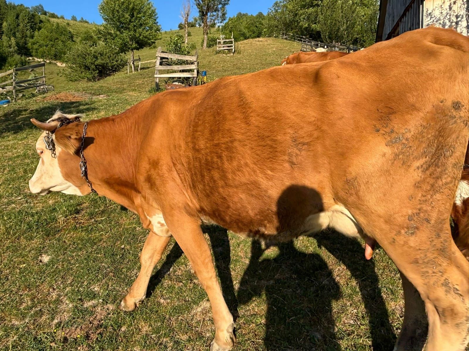 Vand vaca tânăra cu vițică