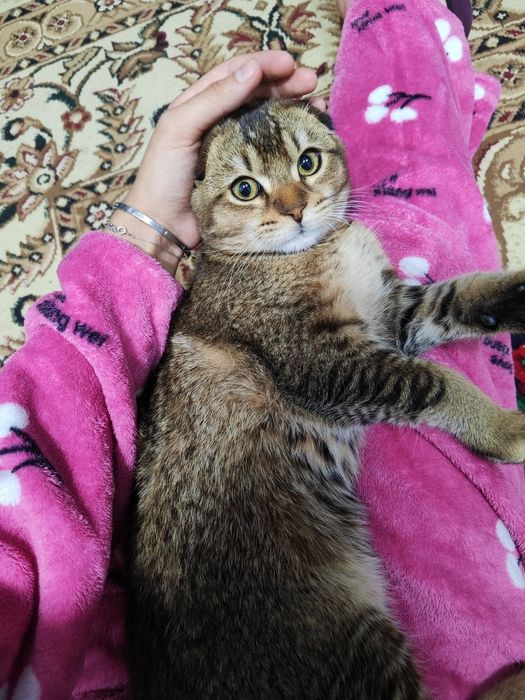 Mushuk  bolasi sotiladi sotiladi