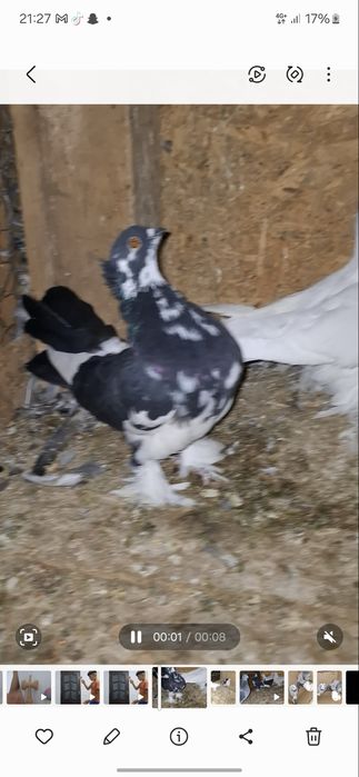 Vand porumbei de ornament