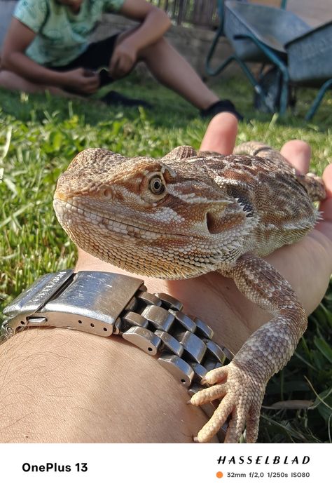 Vând agama cu barbă