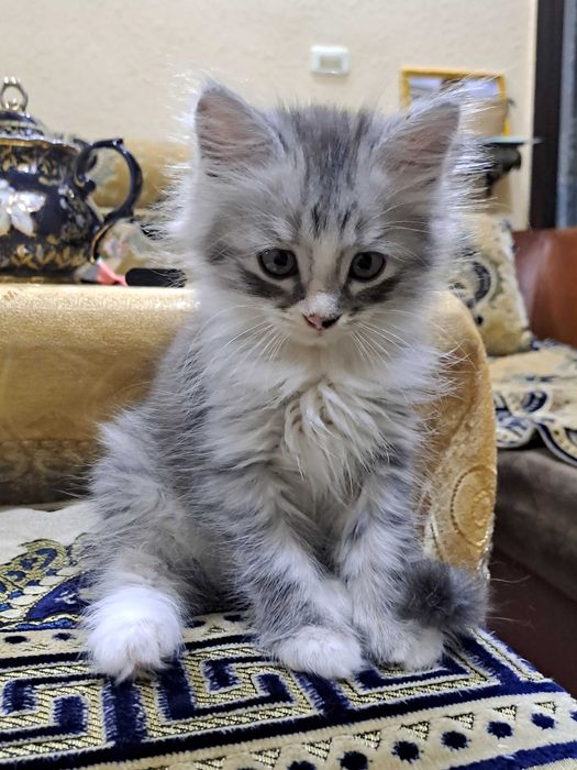 котята в Ургенче