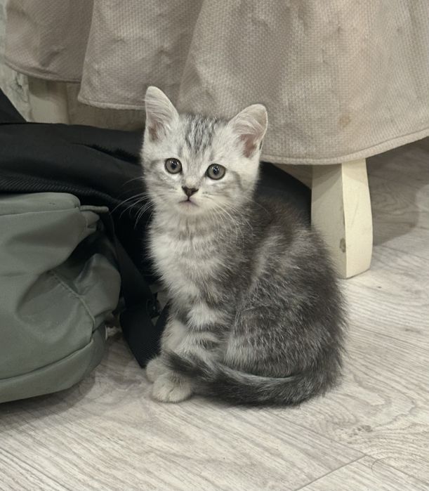 британский породы котенок обмен