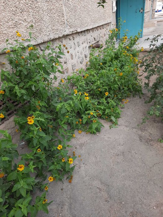 Растение топинамбур - один продукт  для корма коров, овец, верблюдов.