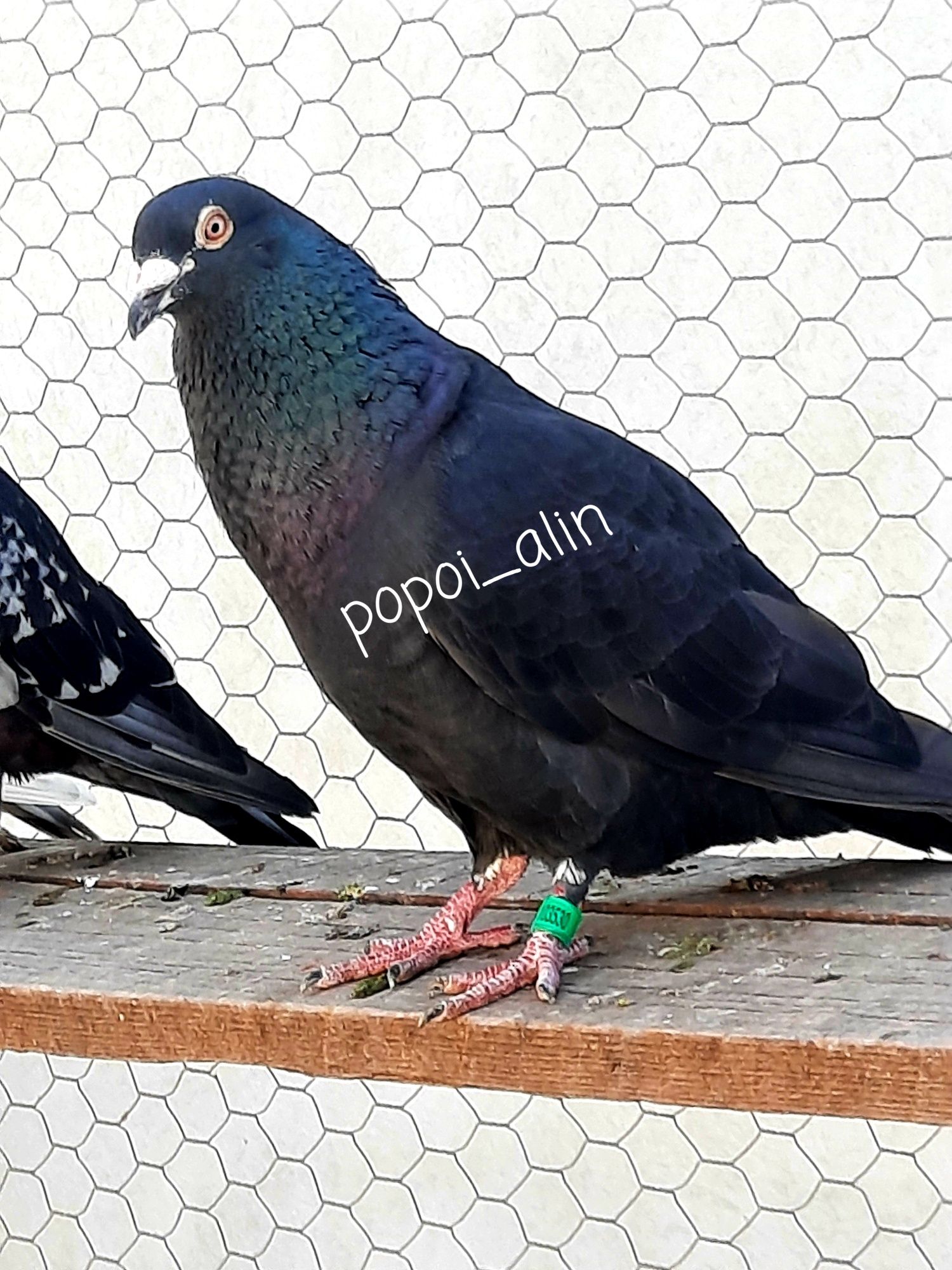 Culori rare porumbei voiajori