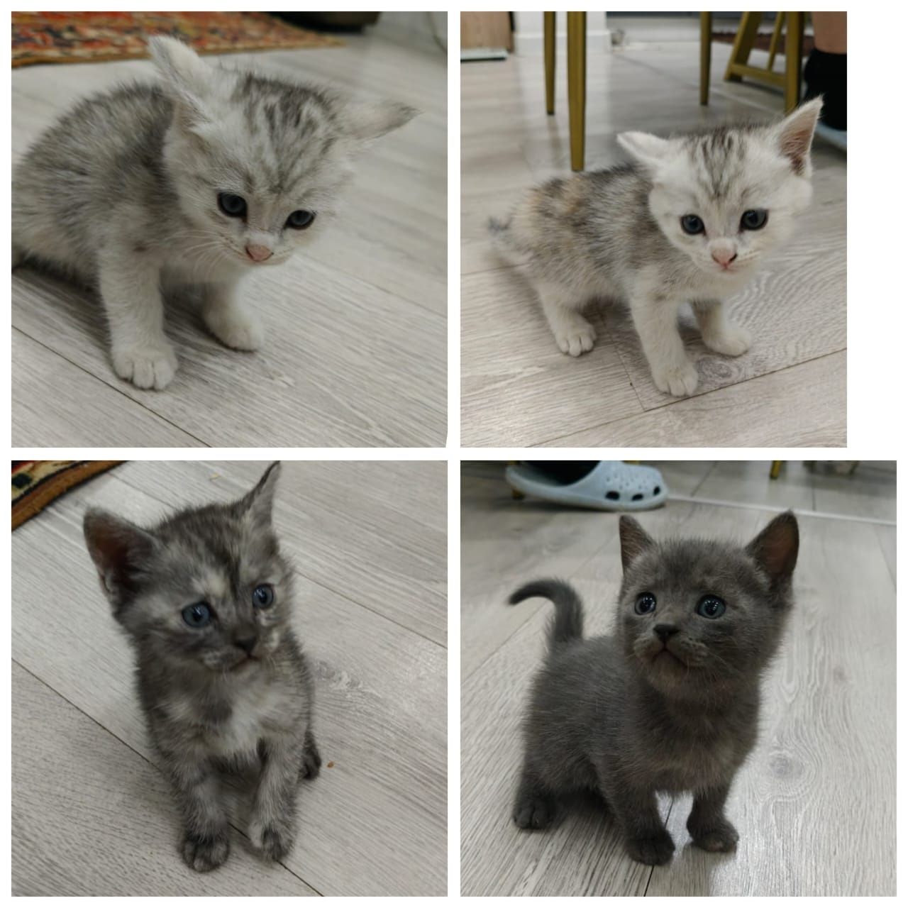 Отдаем котят в хорошие руки.
