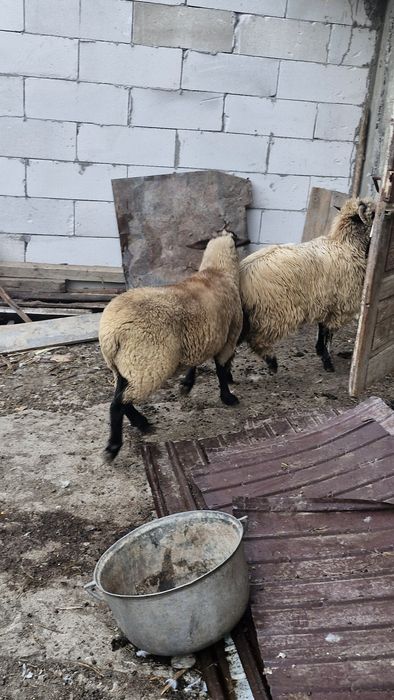 Berbecuț suffolk 5 luni