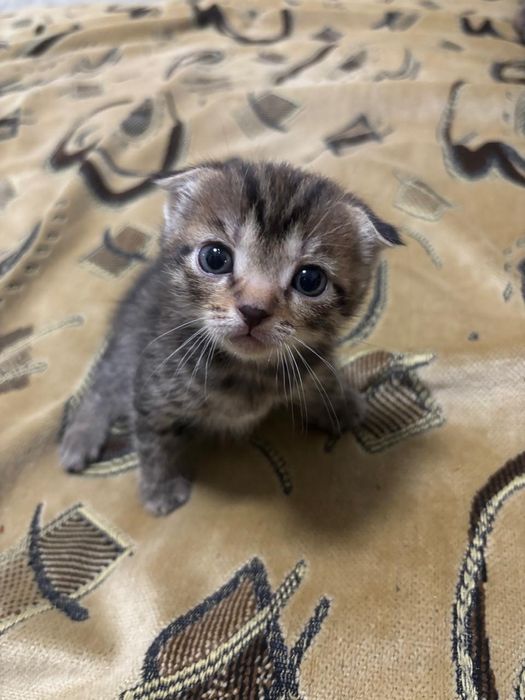 Мальчик вислоухий