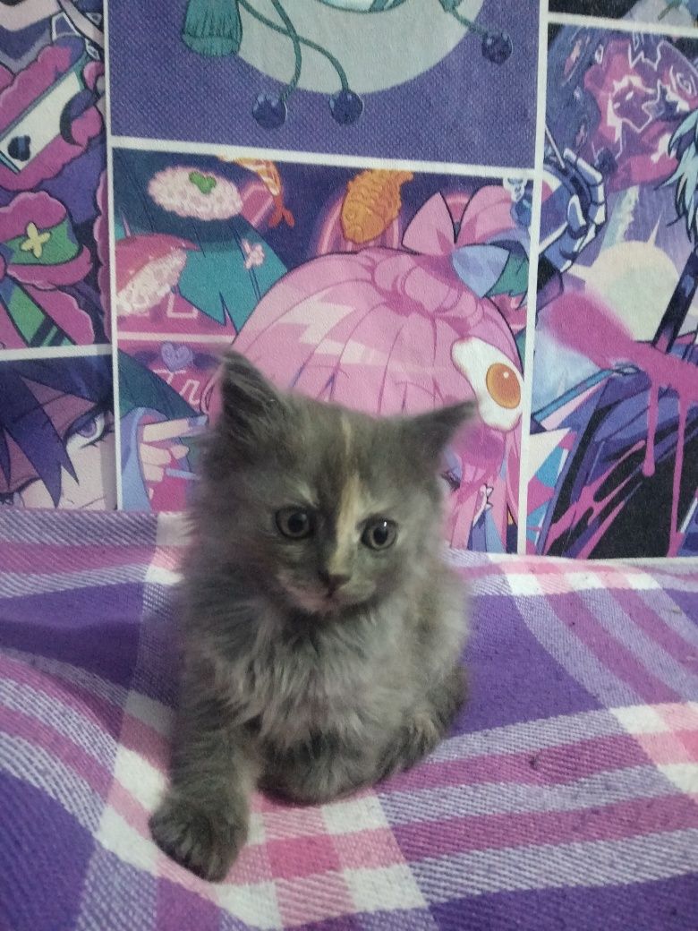 Котята! От Веслоухой британки