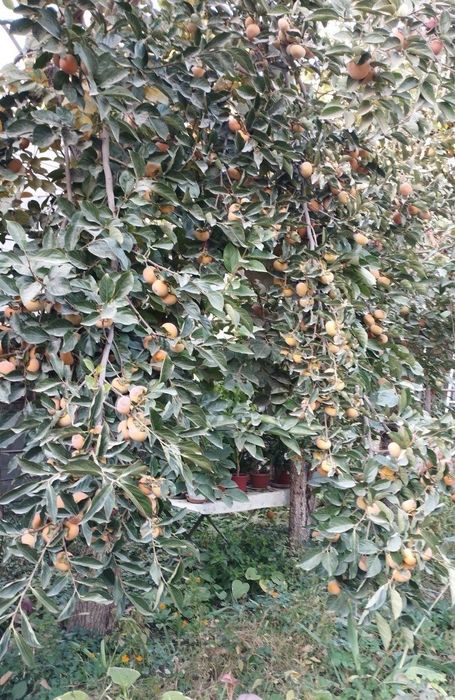 Продается лепешечная хурма