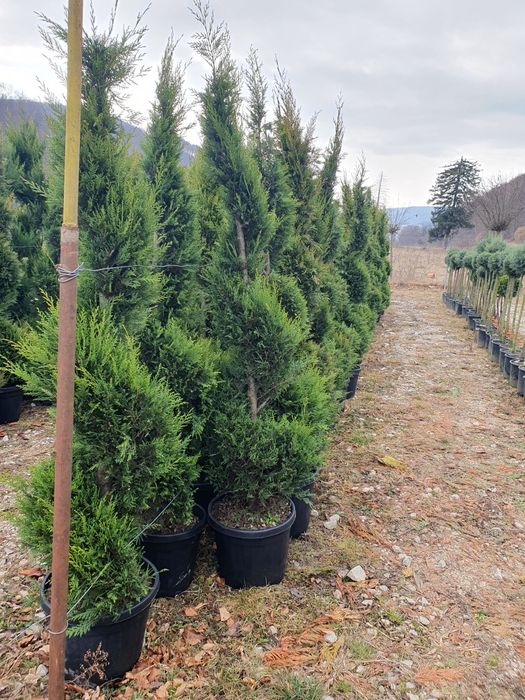 Leylandii 2.3m - 2.5m/ calitate premium/ la cel mai mic preț
