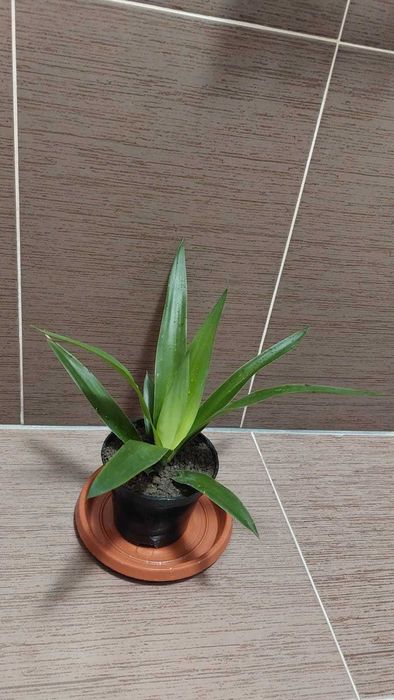 Planta apartament - Yucca in ghiveci, aprox. 16 cm