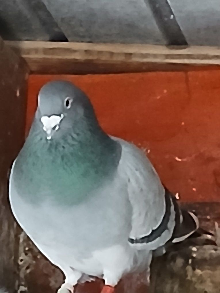 Porumbei Voiajori Maturi