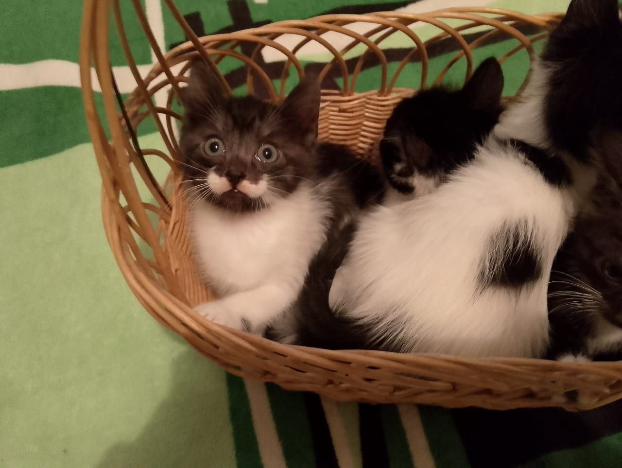 Котятя в дом от мышей и крыс .